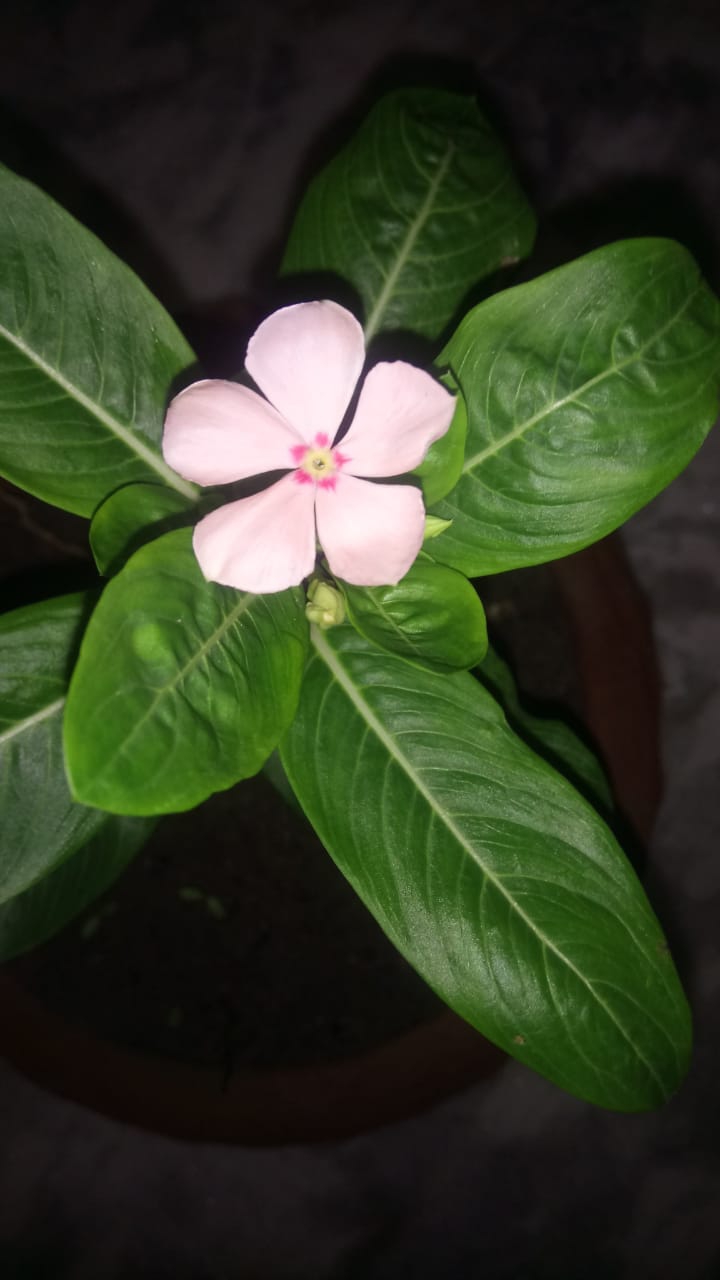 flower in the garden.
