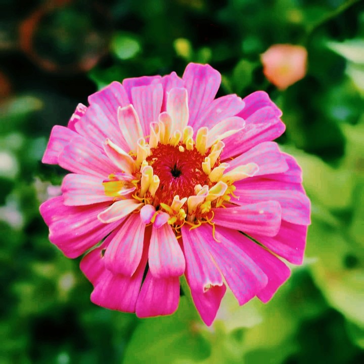 pink flower