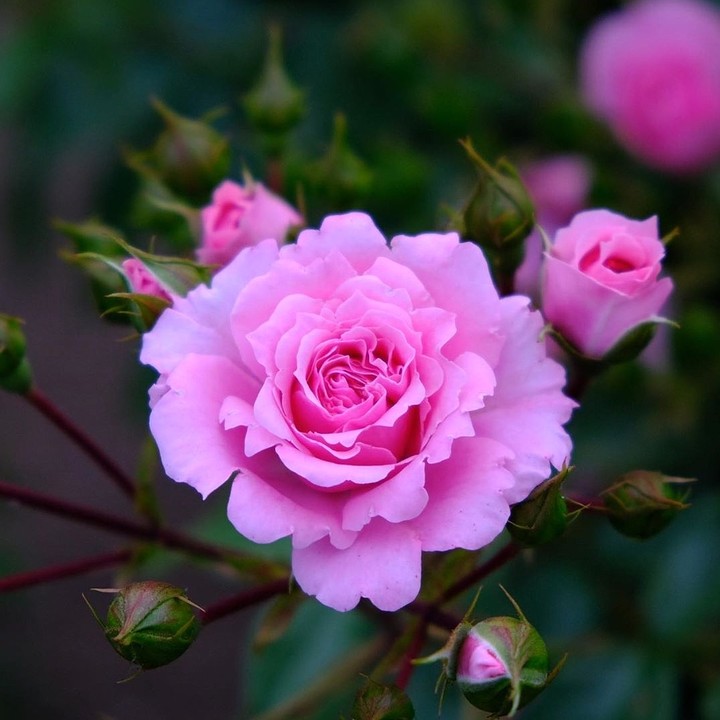 Roses