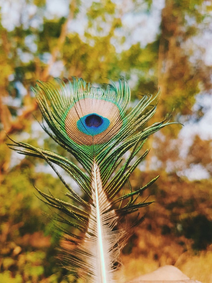 peacock fern