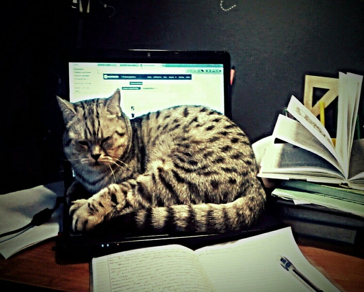 my cat Lexus