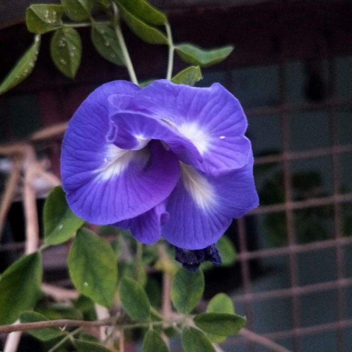 beautiful flower with purple ?