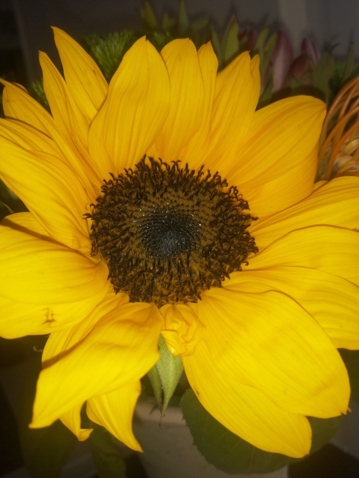 Sun Flower