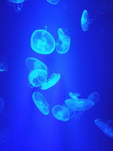 Jellyfish