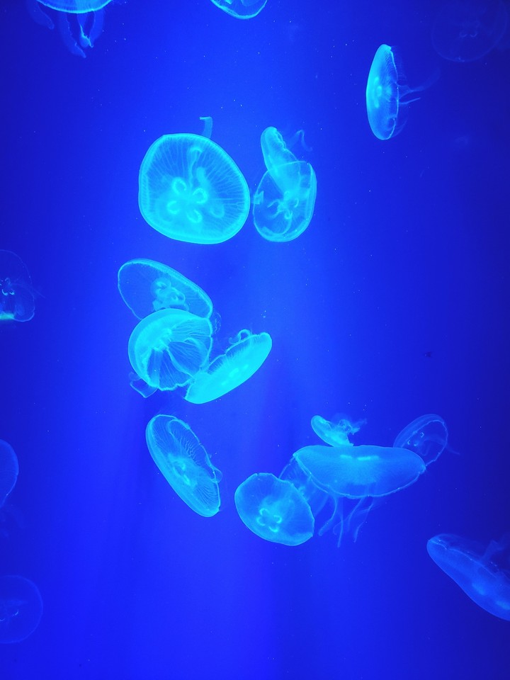 Jellyfish