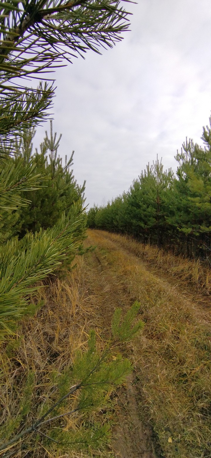 Road