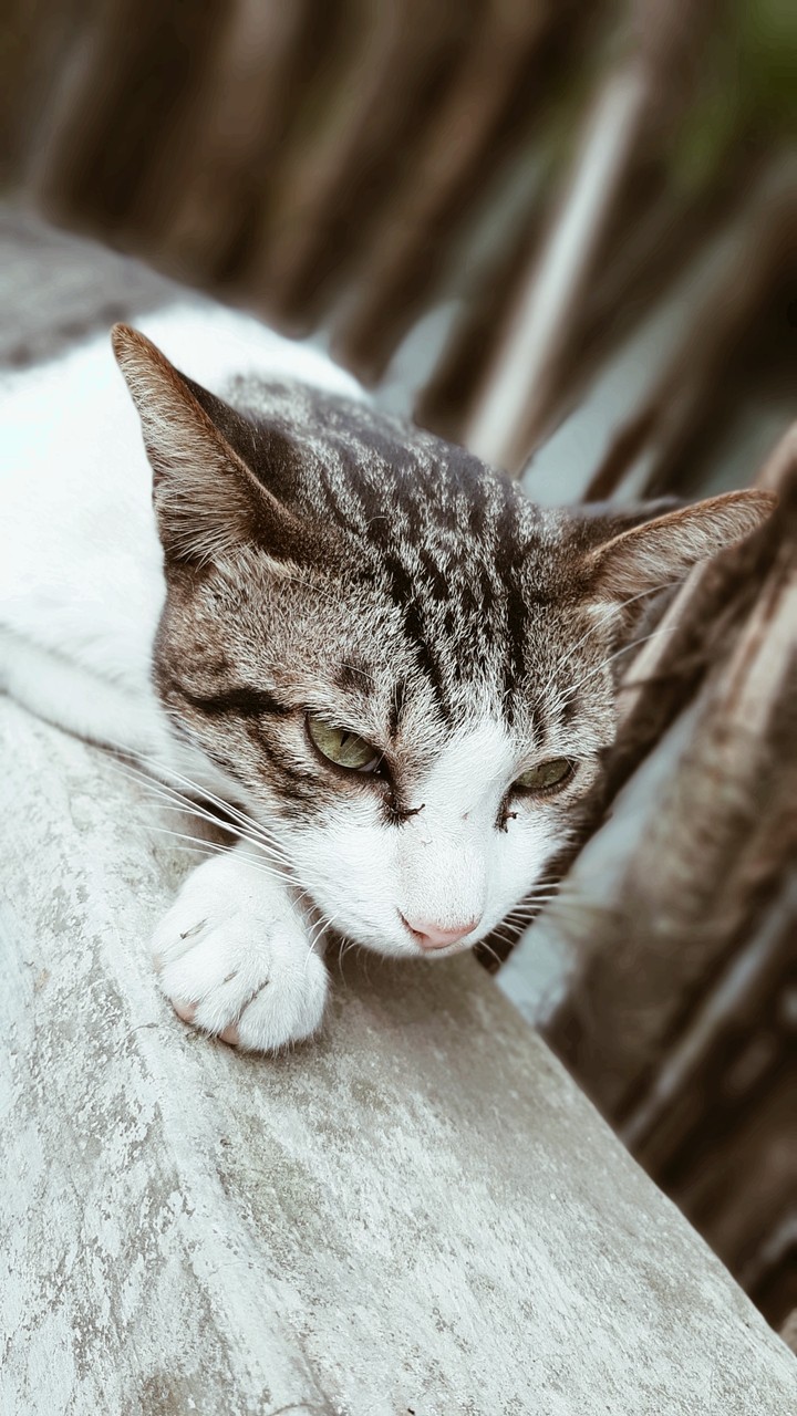 Meaow