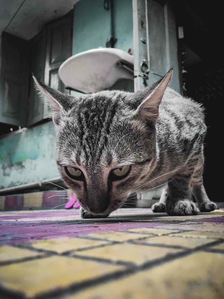 cats tiger sister home clisck