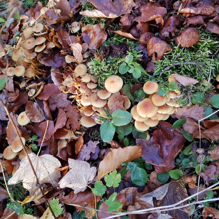 Herbst