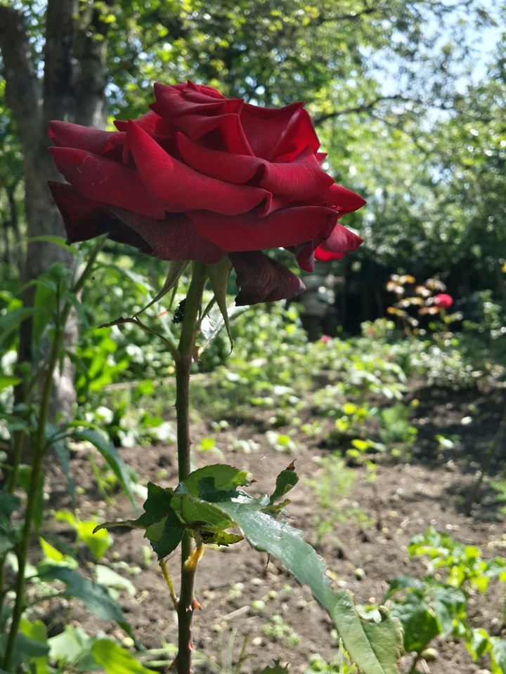 rose