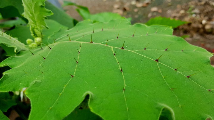 I don't know what tree it is!!