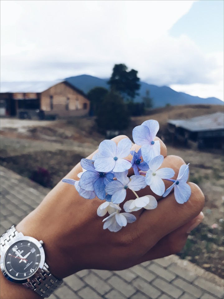 Lovely Flower