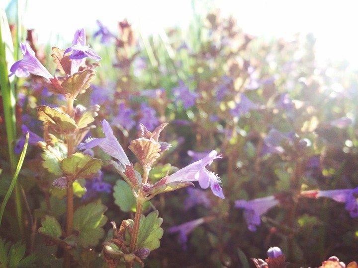 flowers