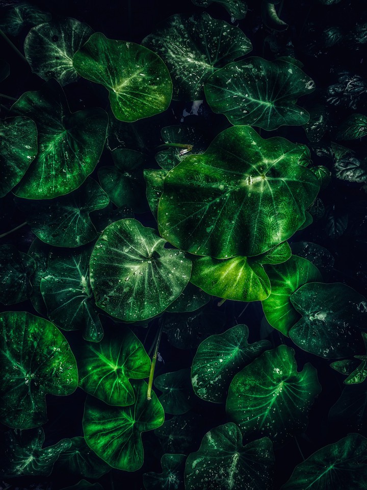 deep green