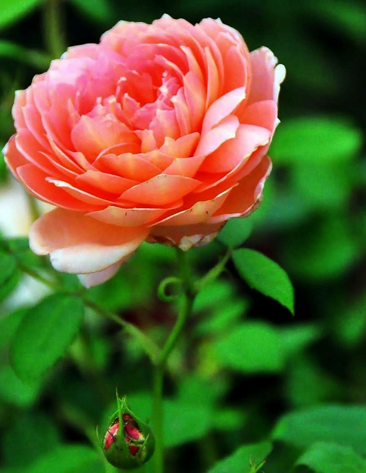 Beautiful Rose