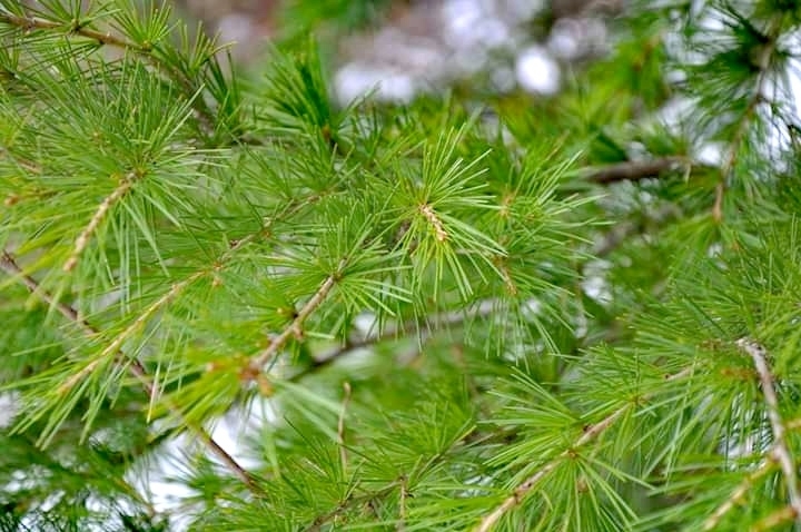 plants