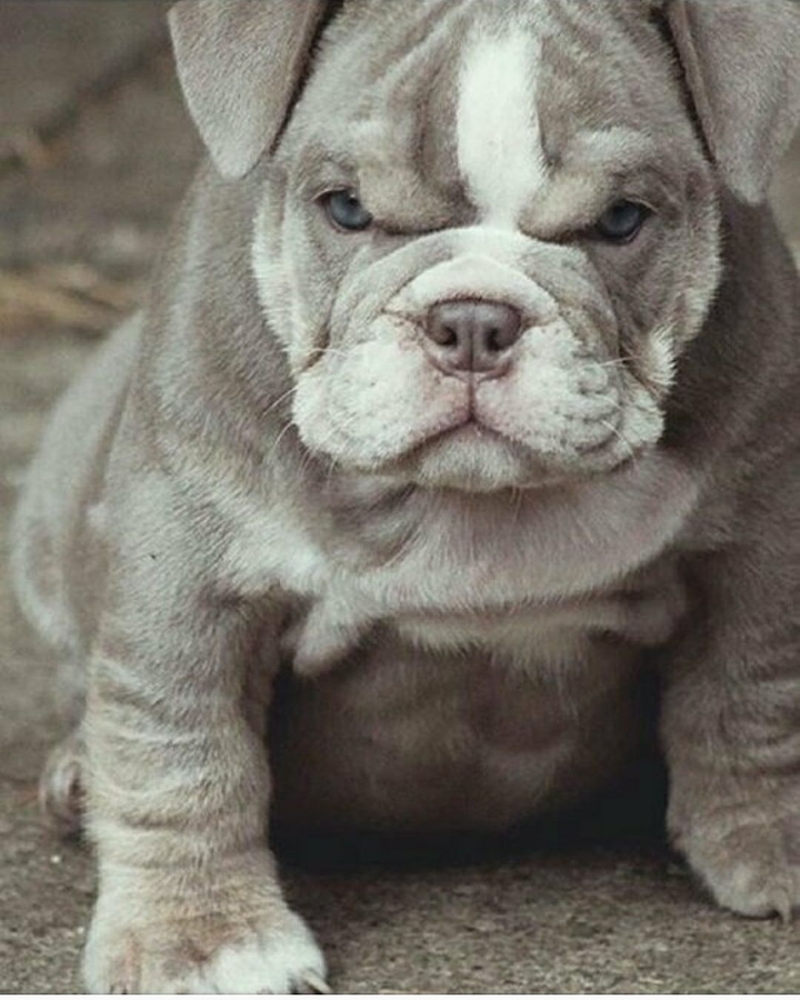 Pitibul