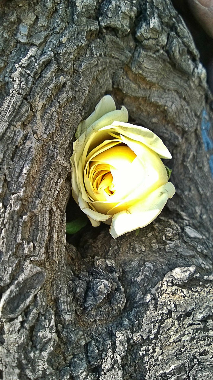 A rose on a trunk