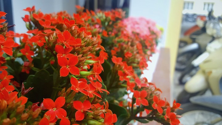 flower