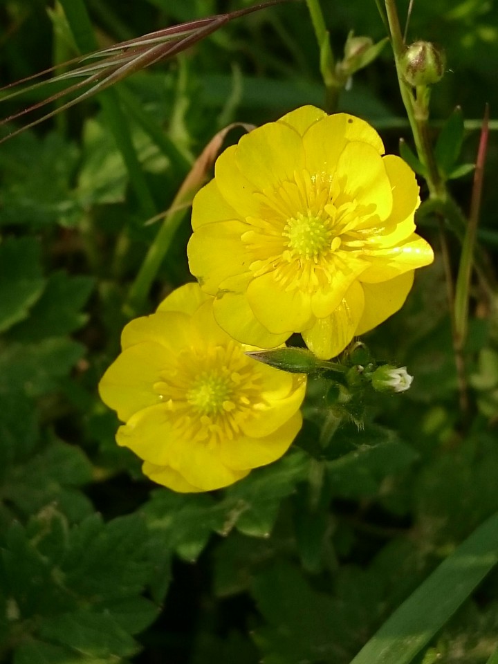 Butterblume