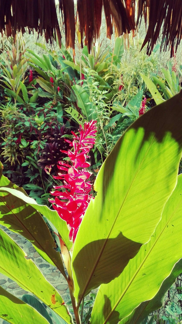 Pink flower