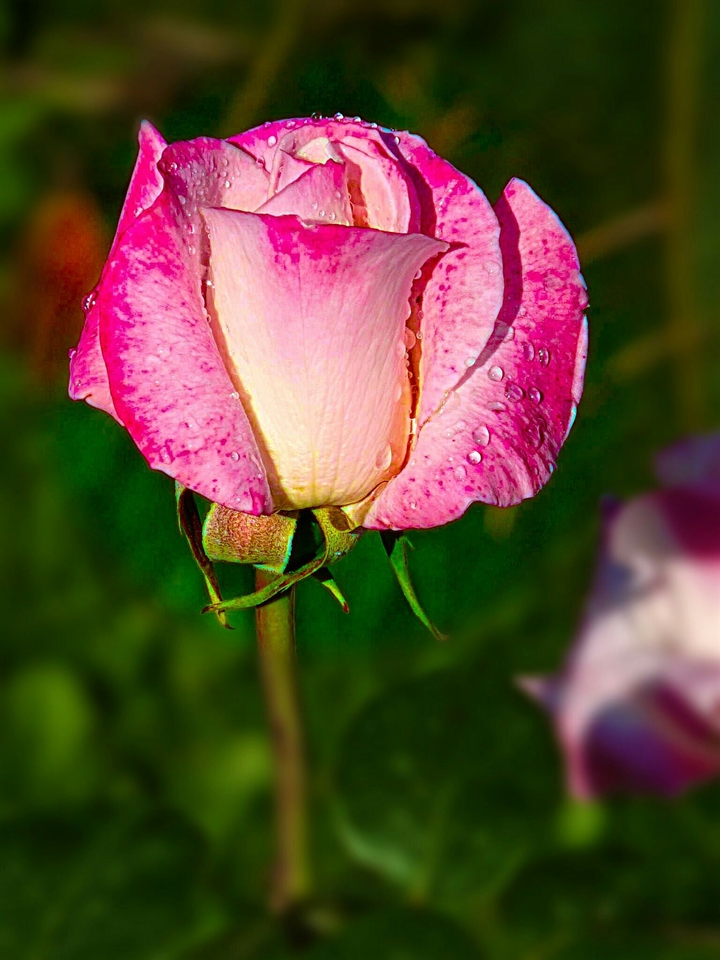 roses