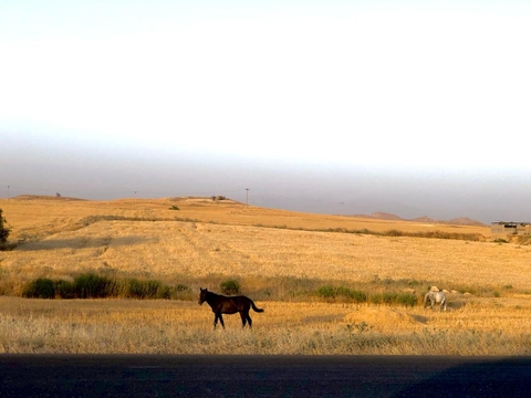 Field, horse achtergronden