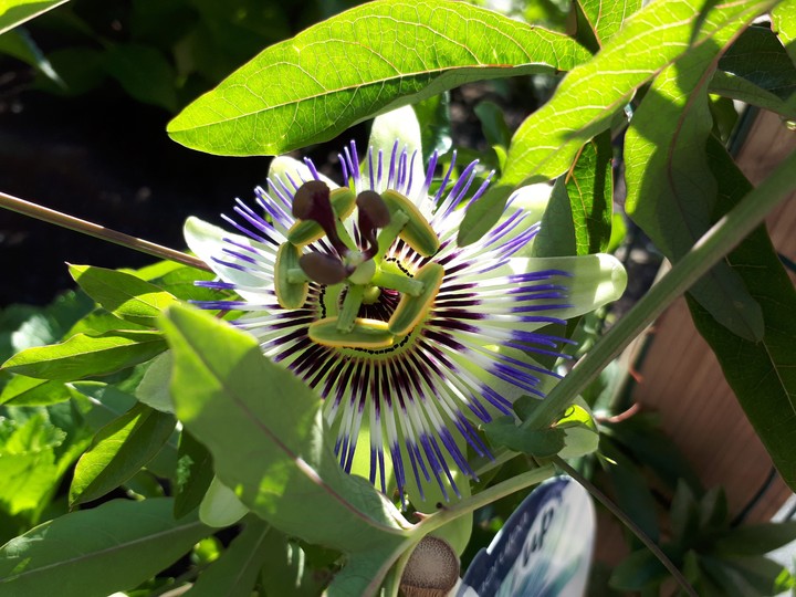 prachtige bloem