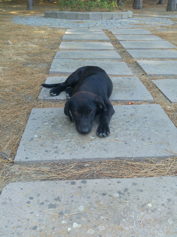 köpek