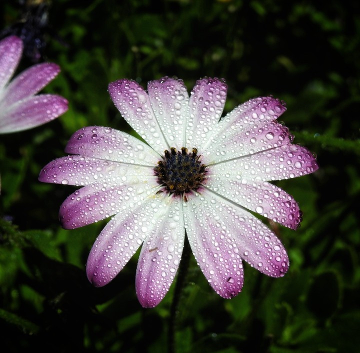 flor