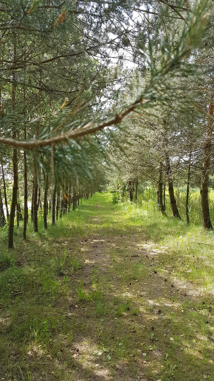 forest