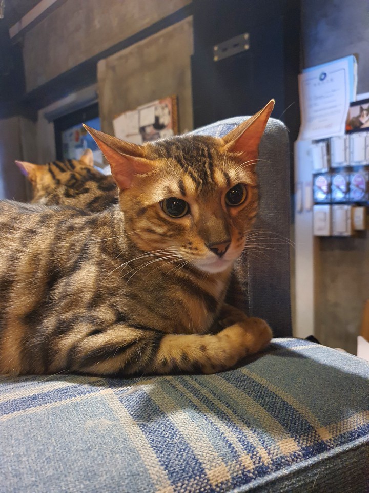 cat