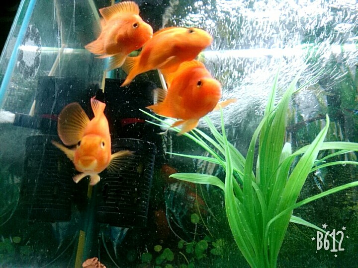 parrot fish