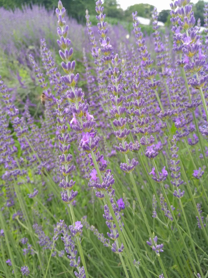 lavender