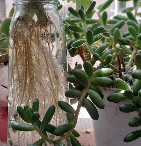 sfondi flower, adaptation