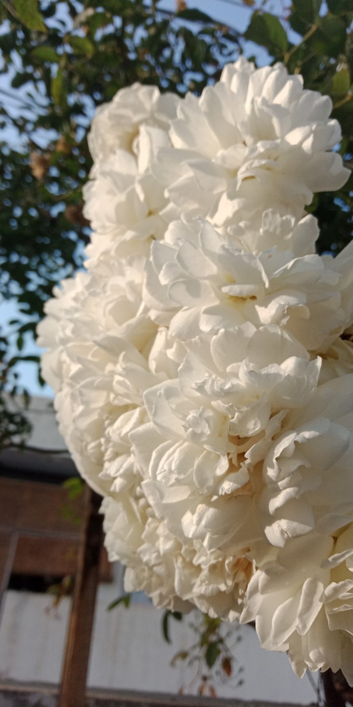 Roses!!!