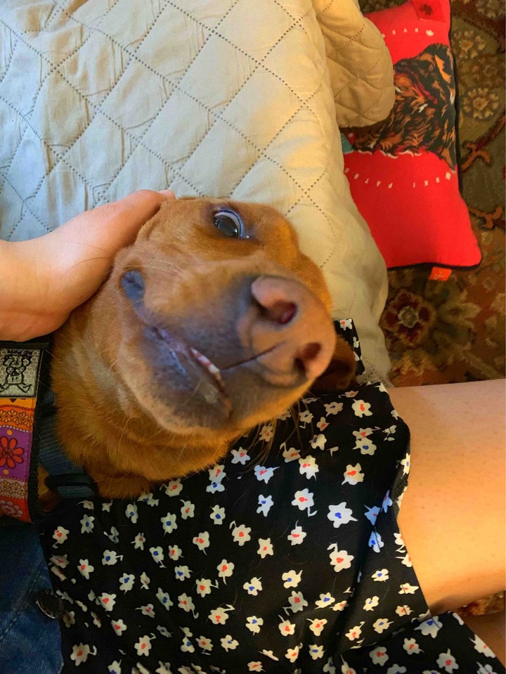 Puppy