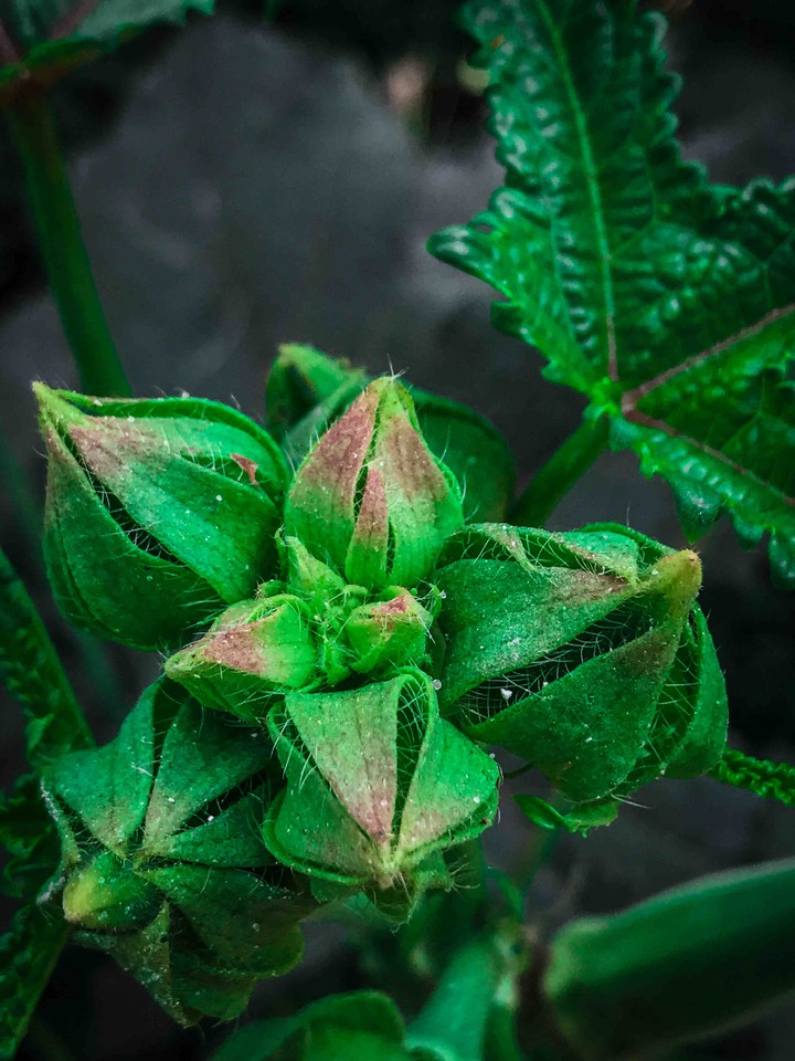 the green beauty