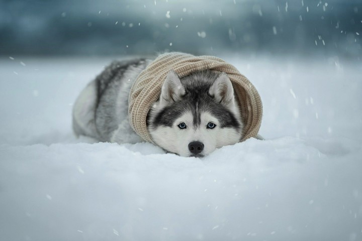 собачка