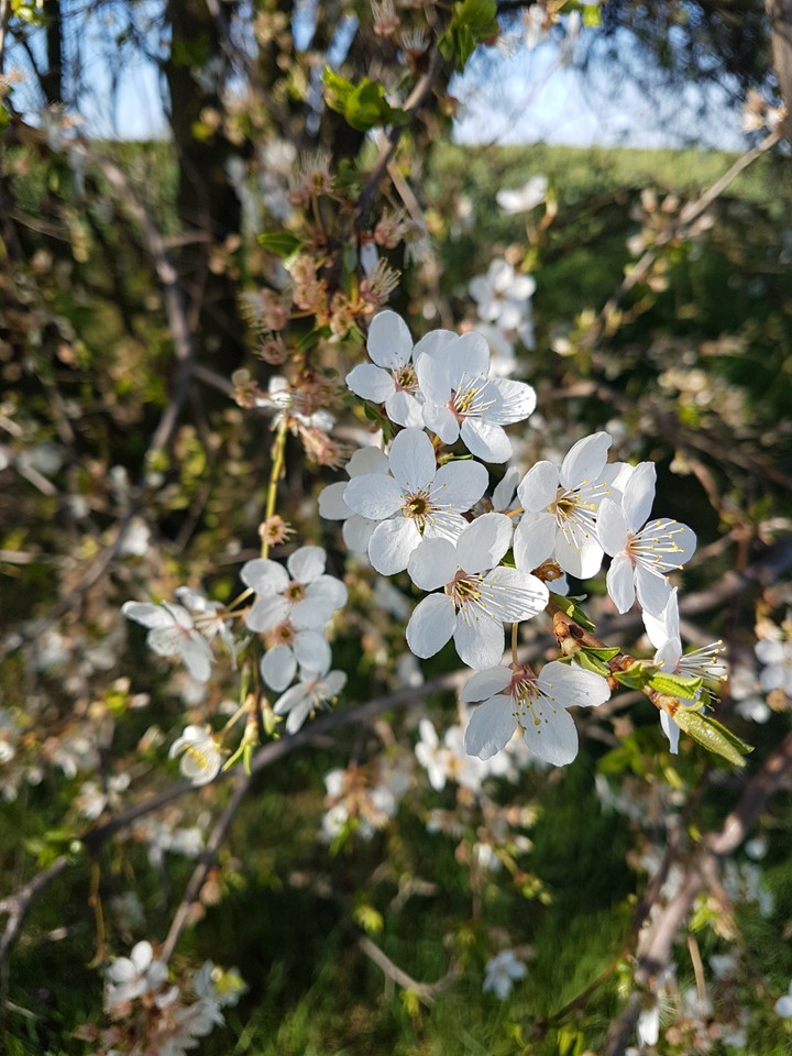 spring??