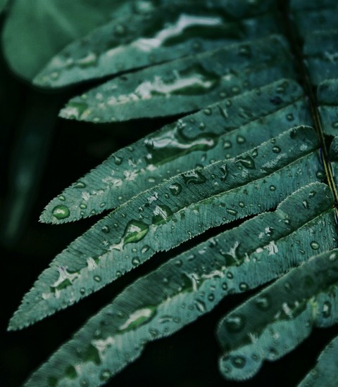 nature