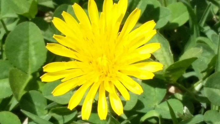 amarilla