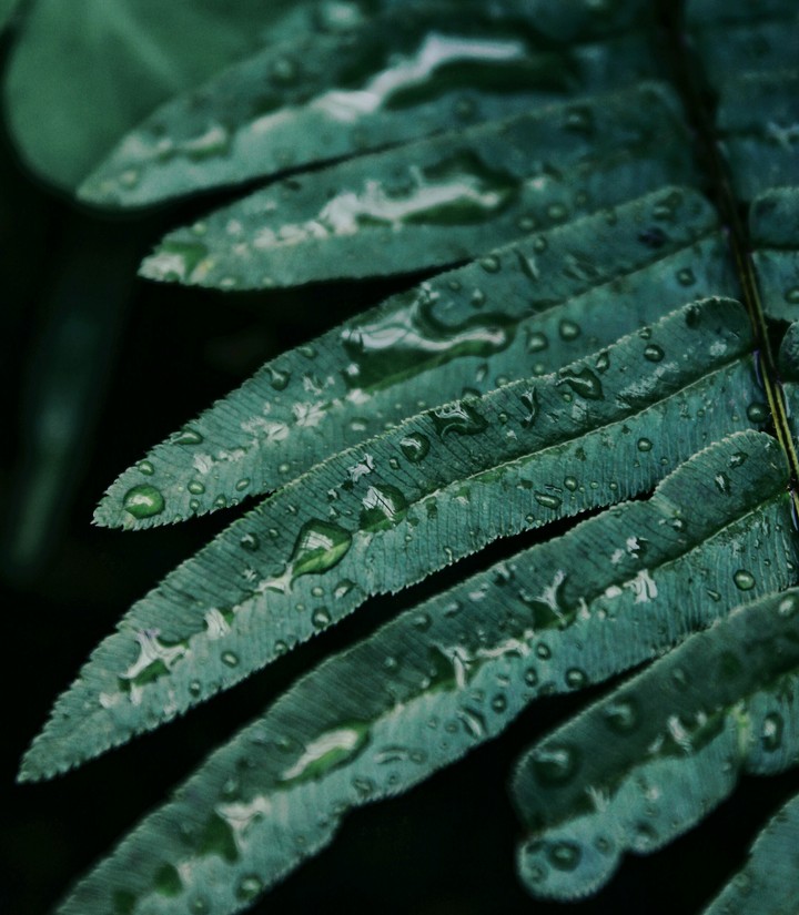 nature