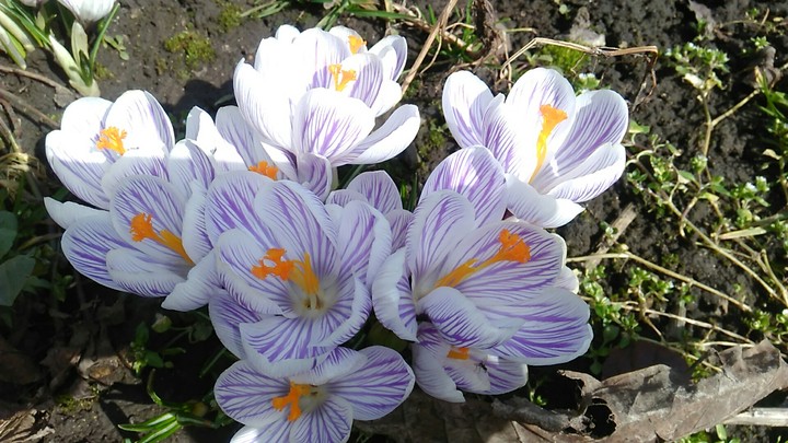 Beautiful flowers