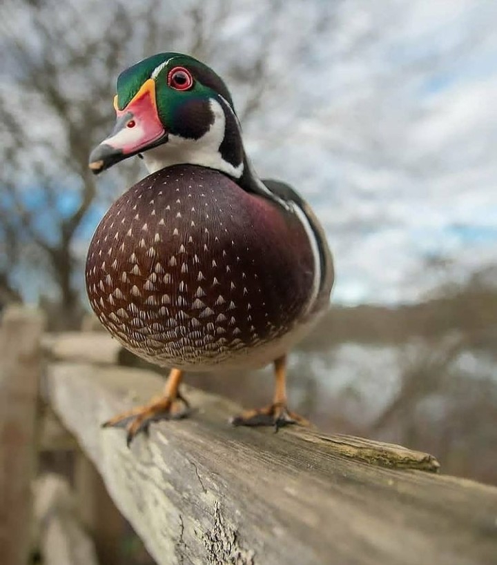 Duck