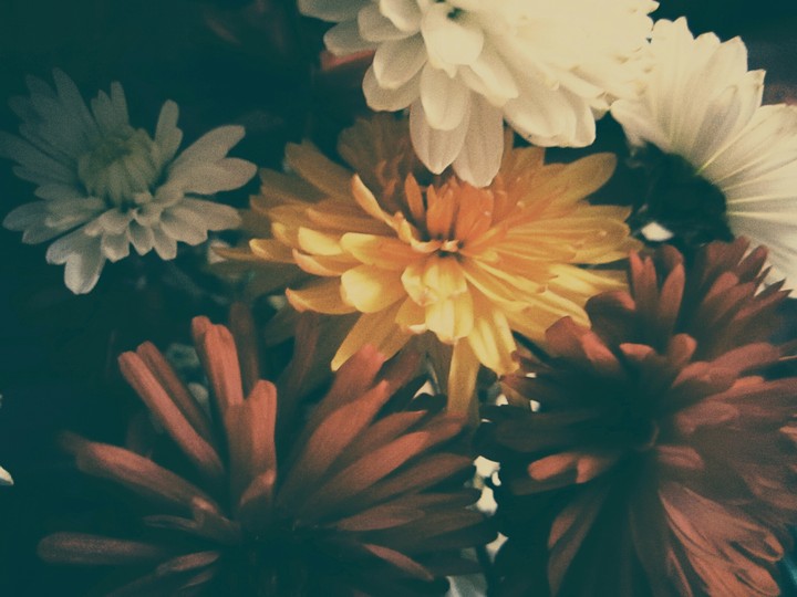 flowers, autumn, aster