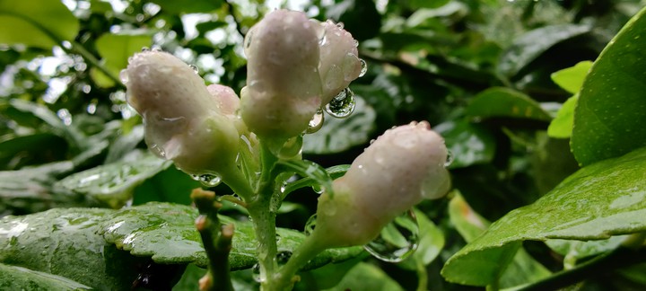 rain