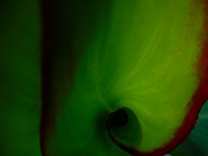leaf interior nature design