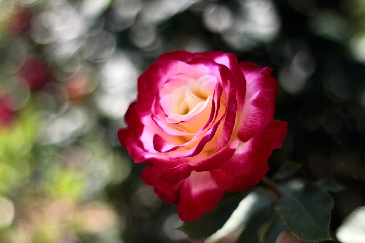 rose 12