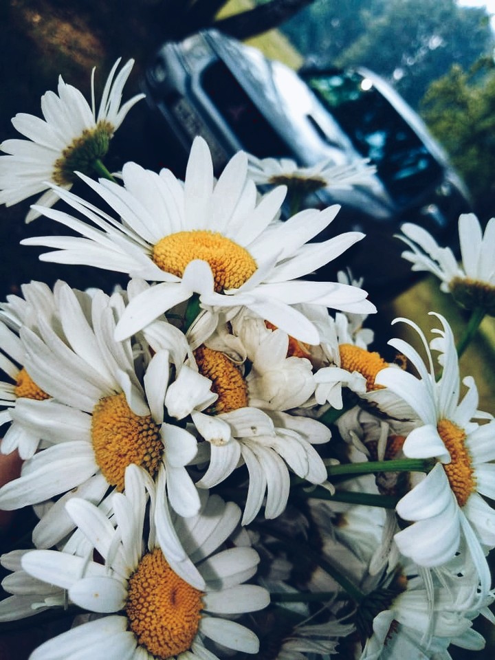 Ромашки